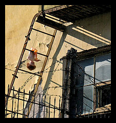 photo "Cruelty..."