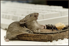 photo "Breakage of the mouse"