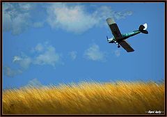 фото "flight over field"