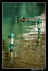photo "Ducks"