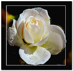 photo "***"