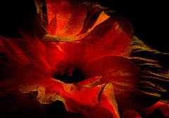 photo "***"