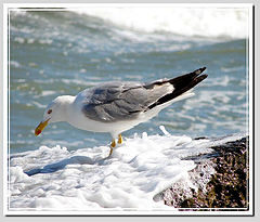 фото "herring-gull"