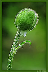 photo "***"