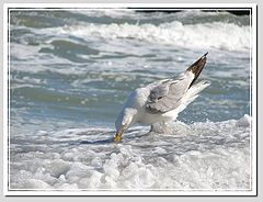 фото "nerring-gull 2"