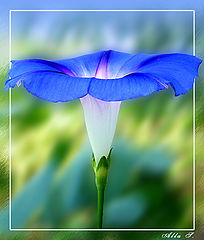 photo "***"