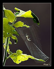 photo "***"