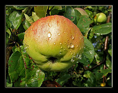 photo "Apple"