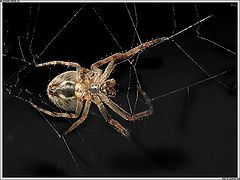 photo "Hunter on Big and Small flys"