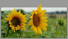 photo "Sunflowers"