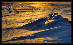 photo "Golden snow"
