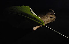 photo "***"