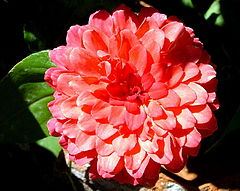 фото "Flower"