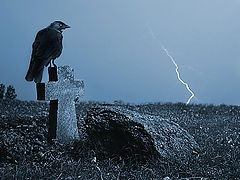 фото "Черный ворон"