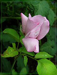 фото "Rose "Mainzer Fastnacht""