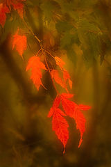 photo "***"