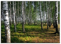 photo "Russian birches"