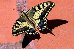 фото "Light and Shadow"