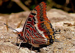 фото "Butterfly"