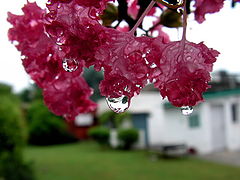 photo "Monsoon in my house"