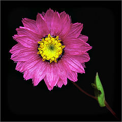 photo "Magenta Dream"