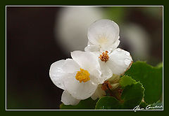 photo "***"