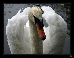 photo "Swan portrait"