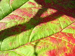 фото "Color in nature."