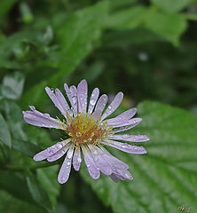 photo "Flower after a rain"