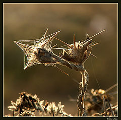 photo "Grace"