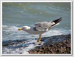 photo "herring gull 3"