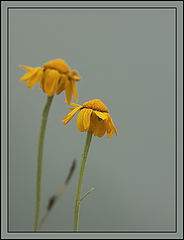 photo "***"