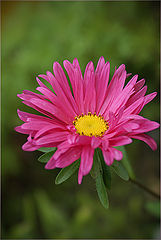 фото "Aster"