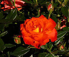 photo "***"
