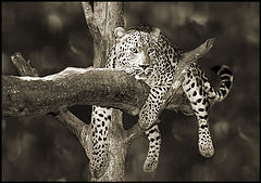 фото "Relax"