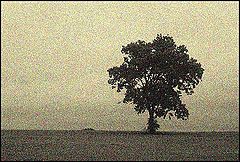 photo "Lonesome Tree In Pointilism Art"