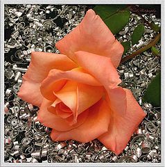 photo "Metalica Rose !"