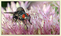 photo "Red eyes"