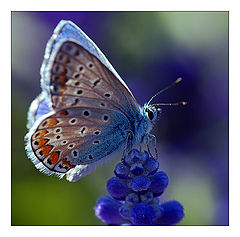 photo "In blue"