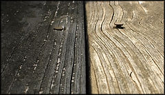 photo "Contrast"