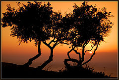 фото "Worship to sun"