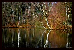 фото "reflection"