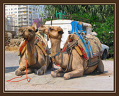 photo "Camels"