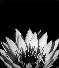 photo "BW flower verison #1"