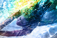 photo "Nereida"