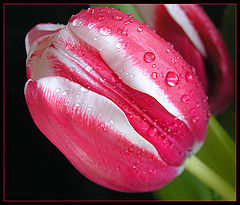 photo "***"