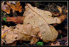 photo "Autumn still-life"