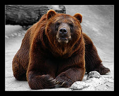 photo "Main..."
