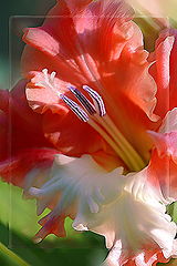 photo "***"