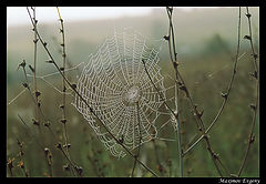 photo "Net..."